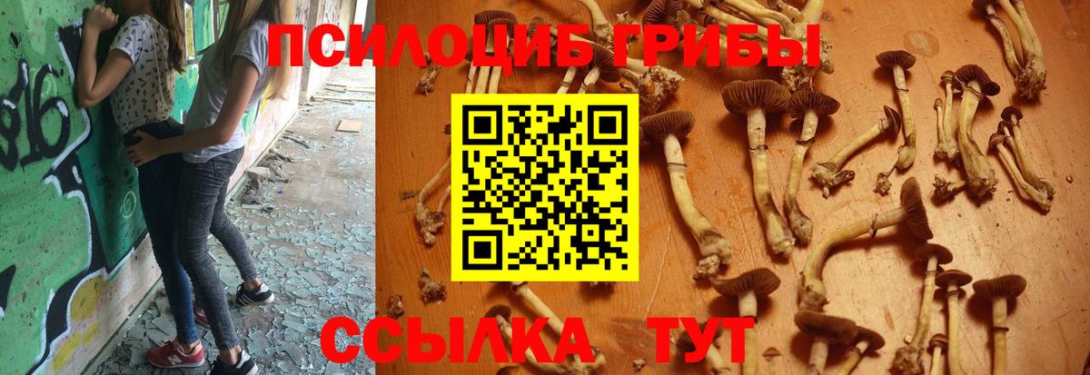 где найти   Галлюциногенные грибы Psilocybine cubensis  Вход с VPN  Анжеро-Судженск 